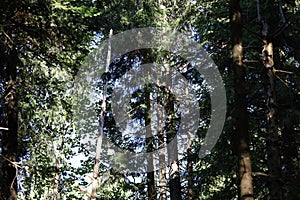 Tall conifer trees under bright sunlight sky