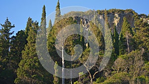 Tall coniferous and cypress trees growing near cliffs - view from Liapades bay in Corfu Greece, camera pans slowly