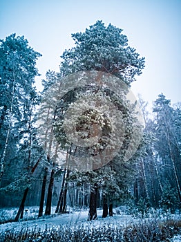 tall coniferous tree with frost and snow in fog and snow. gloomy winter coniferous forest. creative focus.