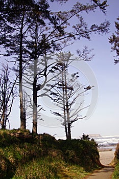 Tall conifers along coastal hills