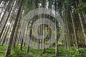 Tall conifers in a dense forest, view upwards of tree trunks, in the autumn season.