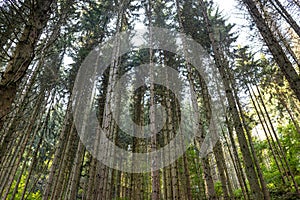 Tall conifers in a dense forest, view upwards of tree trunks, in the autumn season.