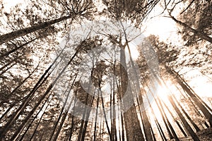 Tall conifers reaching sky in monochrome photo