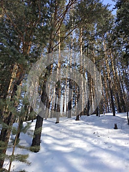 tall conifers in the Siberian taiga