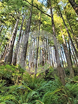 Tall conifers on slope studded with evergreen fern fronds photo