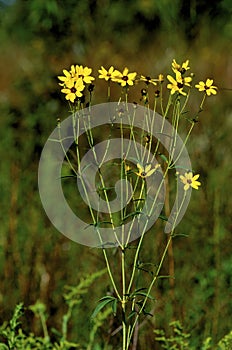 Tall Coreopsis  55831 photo