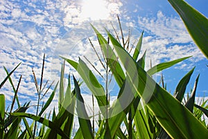 Tall corn growing under a blue sky