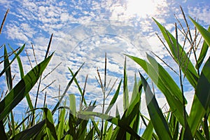 Tall corn growing under a blue sky