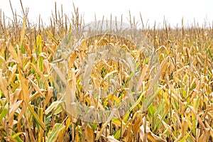 Tall corn stalks in golden farm field ready for harvest