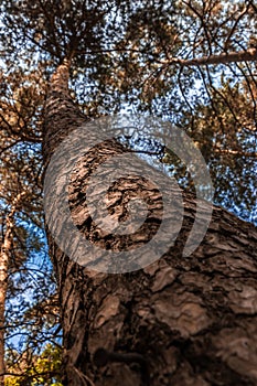 The tall curved tree with very shallow depth of field. The background has bokeh. Bark texture pattern