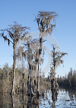 Tall Cypress Trees covered in Spanish Moss in the waters of the Okefenokee Swamp