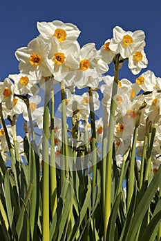 Tall Daffodils