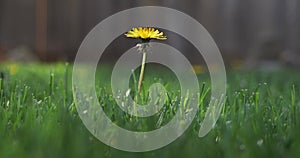 Tall dandelion yellow flower sticking out of cut lawn with soft light