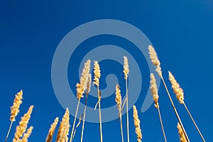 Tall dandilion grass reaching into the blue sky