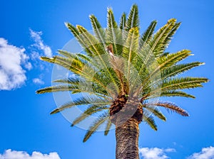 Tall Date palm tree isolated against the blue sky and clouds on a sunny day