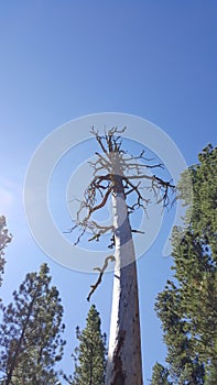 Tall Dead Snag Tree