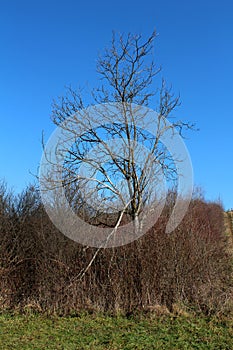 Tall dead tree without leaves rising above dried vegetation and green grass