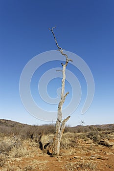 A tall dead Tree trunk towers into the deep blue sky, bleached by the African sun