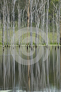 Tall Dead Trees Reflection