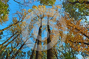 Tall deciduous trees in the forest of Virginia, USA.