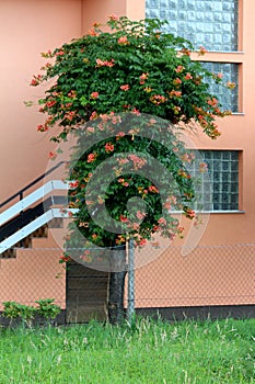 Tall decorative tree like old Trumpet vine or Campsis radicans flowering woody vine plant with open orange to red flowers