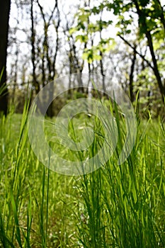 Tall dense grass grows in a green forest.