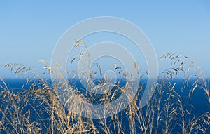 Tall dry grass near with blue sea and sky in the background