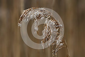 Tall dry grass in spring in raindrops