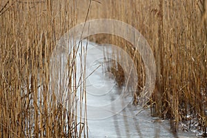 Tall dry grass in spring in raindrops
