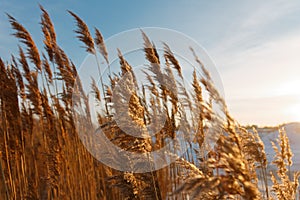 Tall dry grass in spring in raindrops
