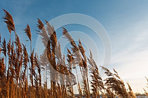 Tall dry grass in spring in raindrops