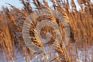 Tall dry grass in spring in raindrops
