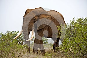 Tall Elephant
