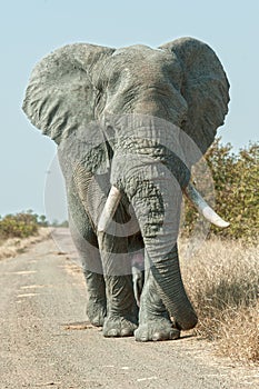 Tall Elephant Approach