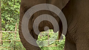 A tall elephant with wrinkly skin and a long trunk