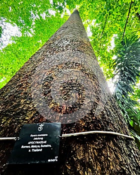 Tall emergent Jelutong tree