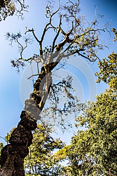 A tall Erman's bich tree in the park