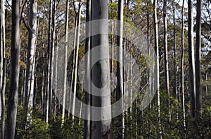 A tall eucalypt forest with understory