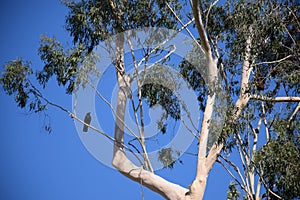 A tall Eucalyptus tree with a crow perched on a limb.