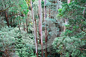 Tall eucalyptus trees rising high above ferns.