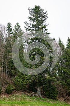 Tall European silver fir in a forest