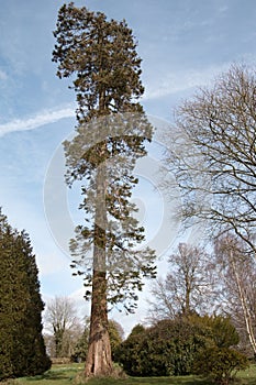 Tall evergreen, bare deciduous trees