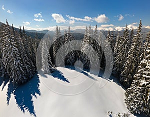 Tall evergreen pine trees covered with fresh fallen snow in winter mountain forest on cold bright day