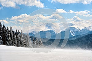 Tall evergreen pine trees during heavy snowfall in winter mountain forest on cold bright day