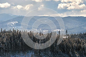 Tall evergreen pine trees during heavy snowfall in winter mountain forest on cold bright day