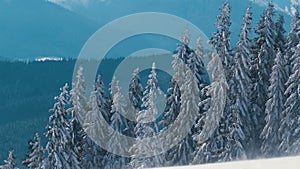 Tall evergreen pine trees swaying on strong stormy wind during heavy snowfall in winter mountain forest on cold bright