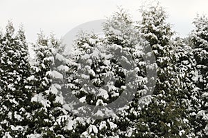 Tall evergreen snow covered coniferous trees in the background of the white sky in winter in Lithuania