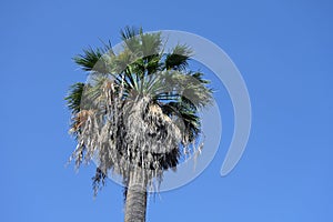 Tall fan palm tree Washingtonia against a blue sky, copy space