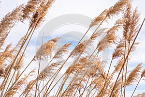 Tall feathery grass blowing in wind