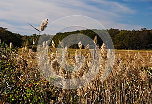 Tall Feathery Grasses